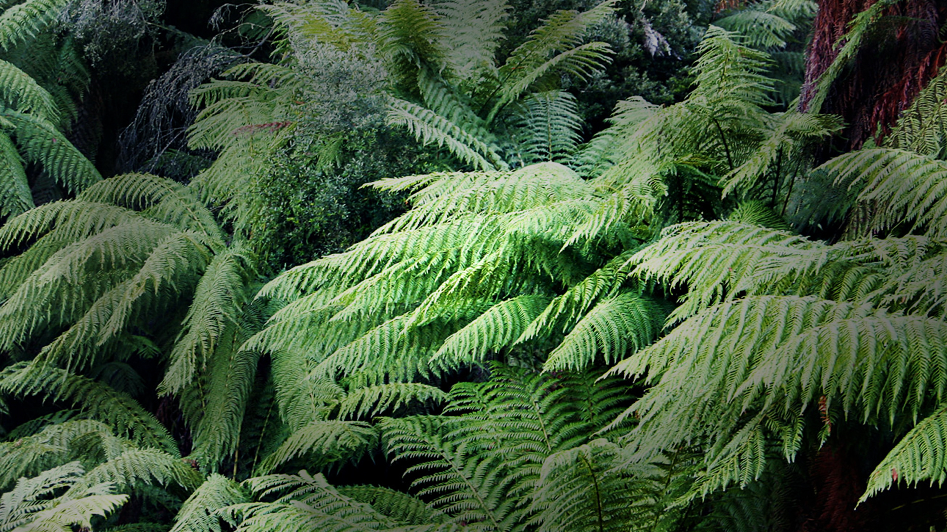 Flyer for event Appelsap Festival x Boiler Room stage.