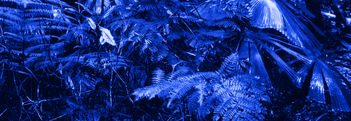 Show Background