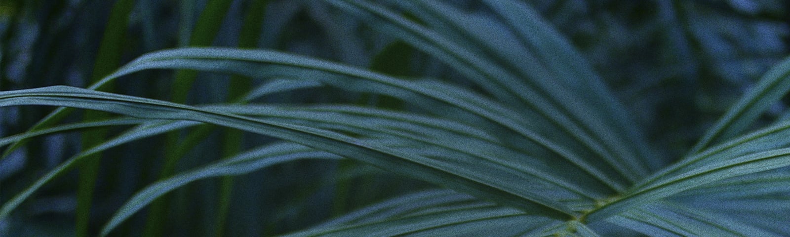 Show Background