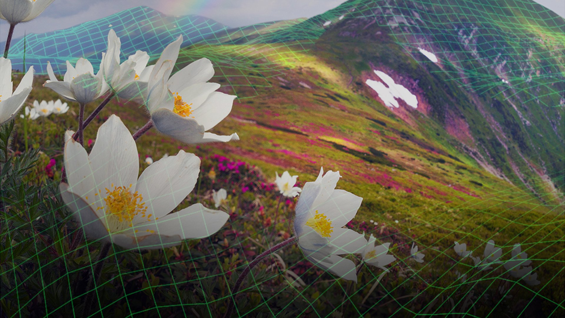 Show Background