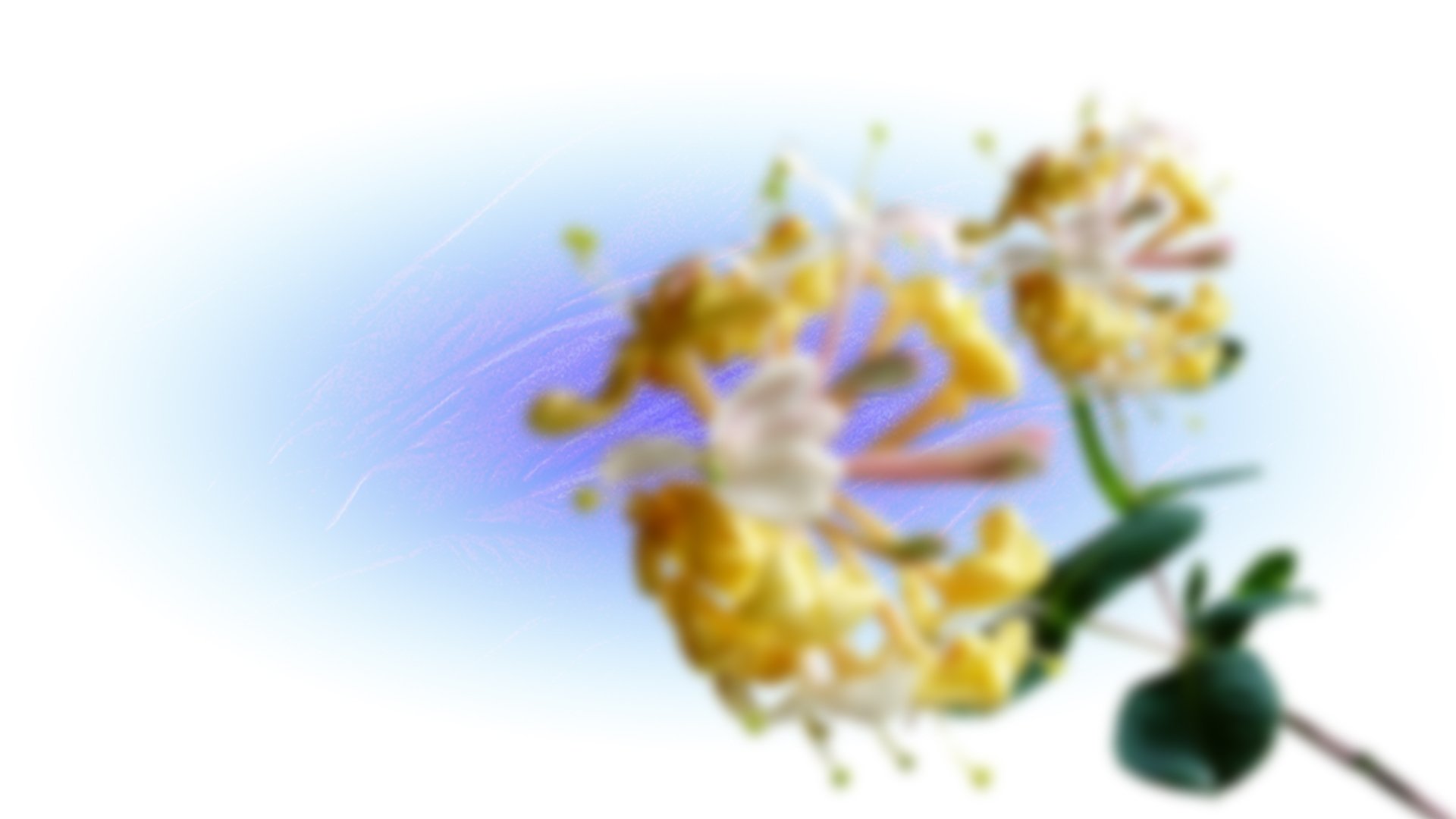 Show Background