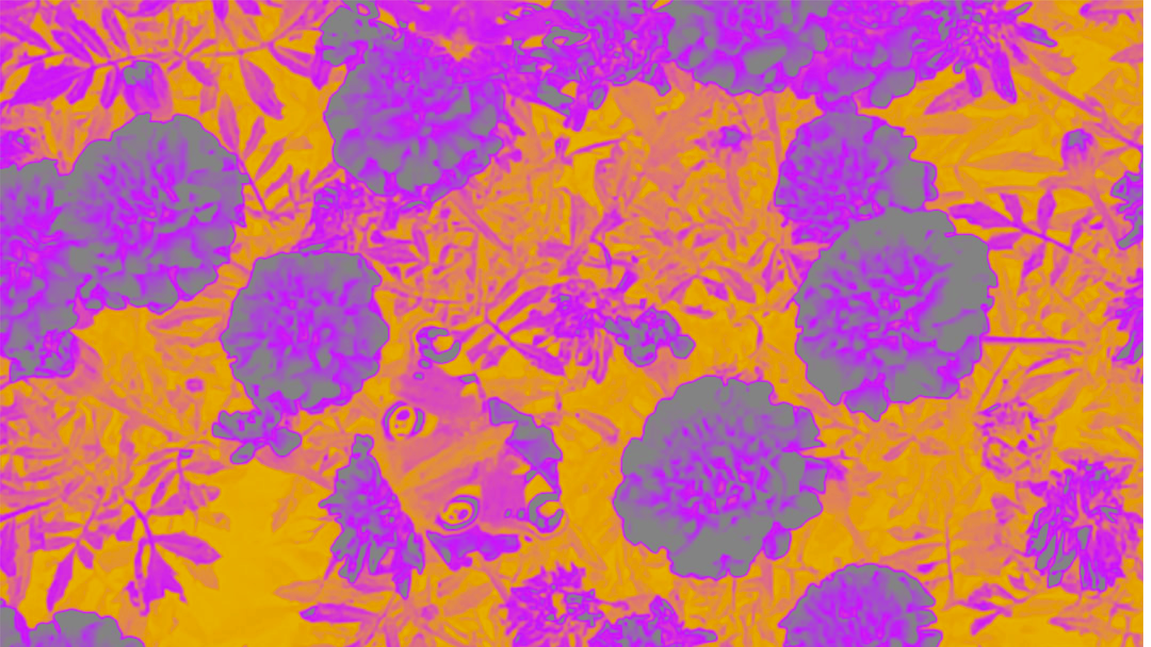 Show Background