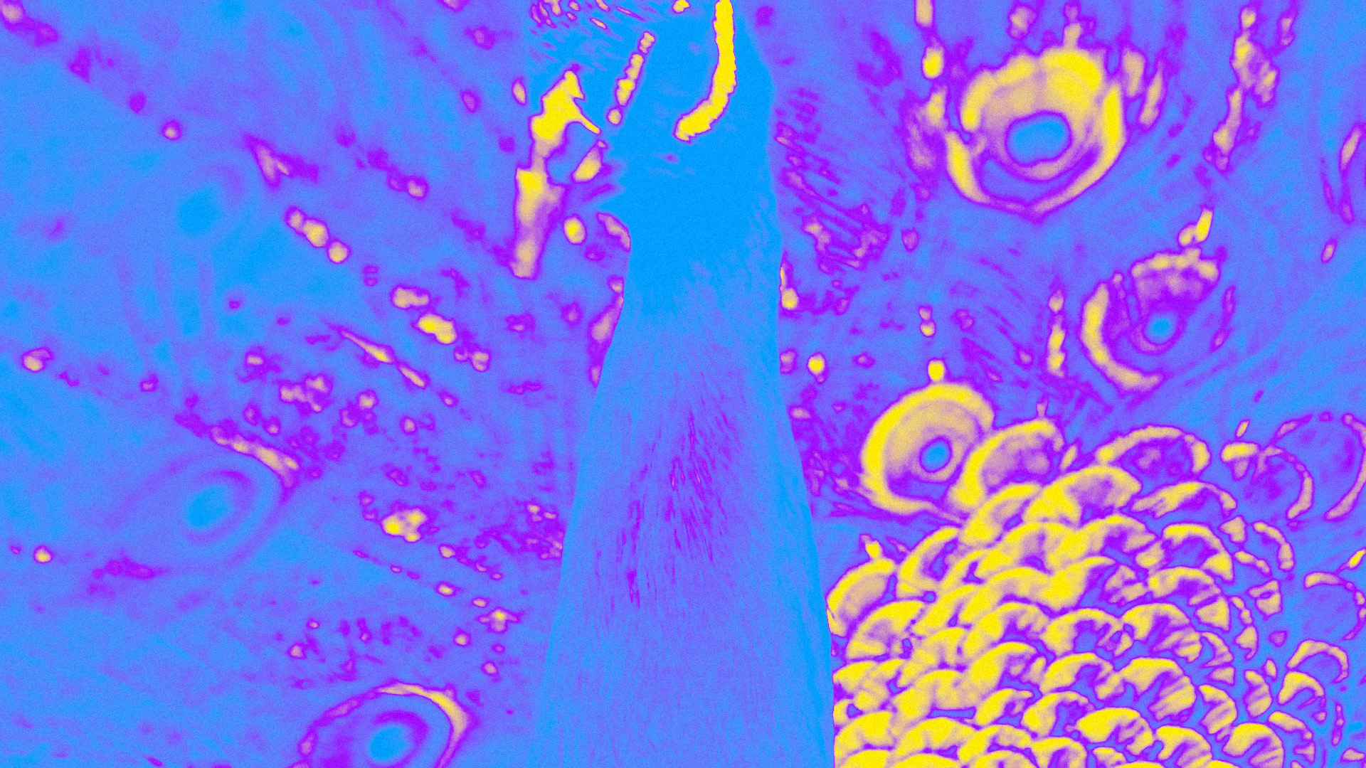 Show Background