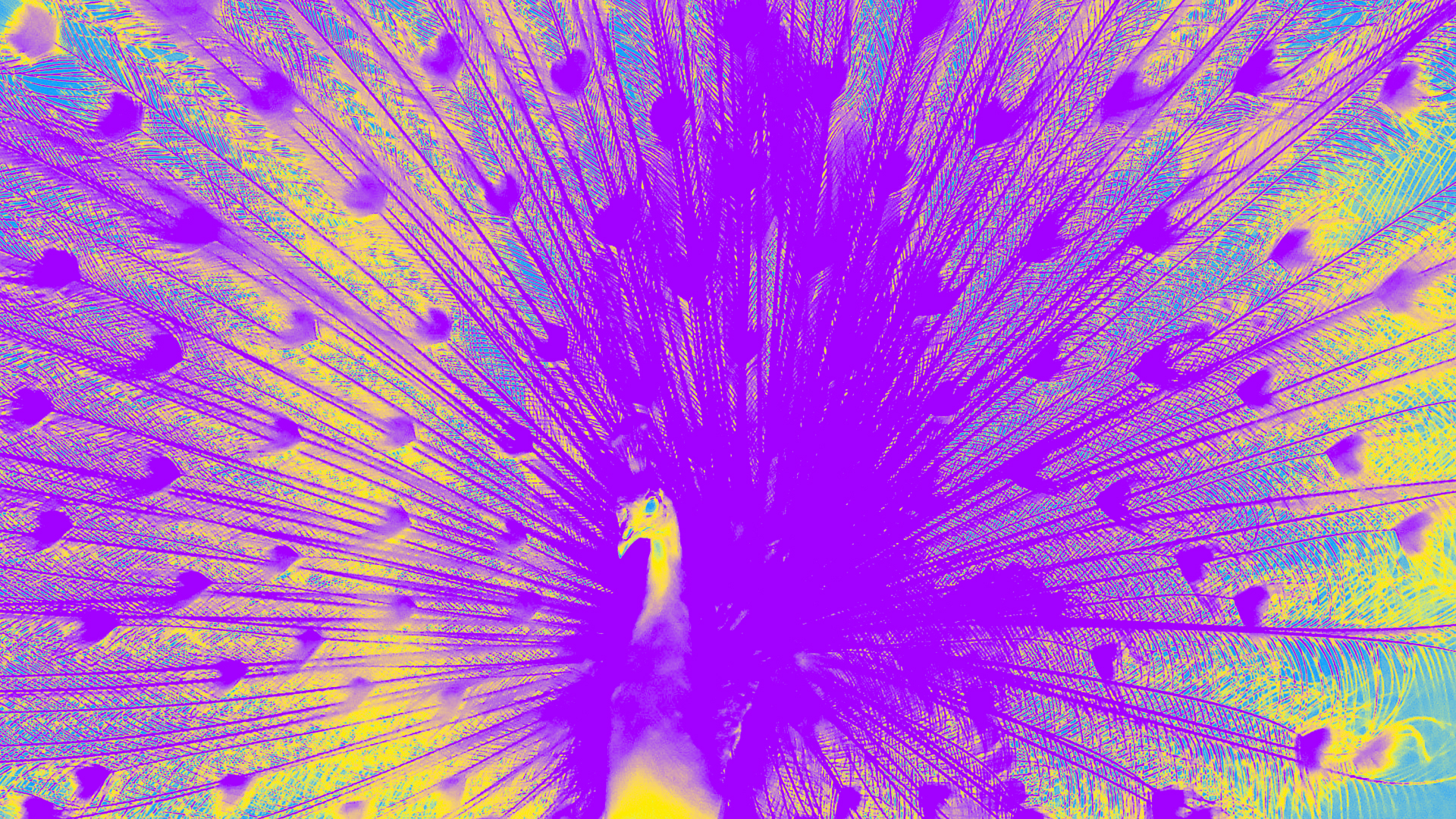 Show Background