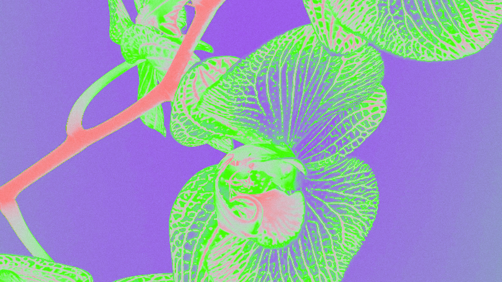 Show Background