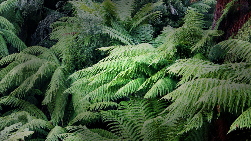 Flyer for event Appelsap Festival x Boiler Room stage.